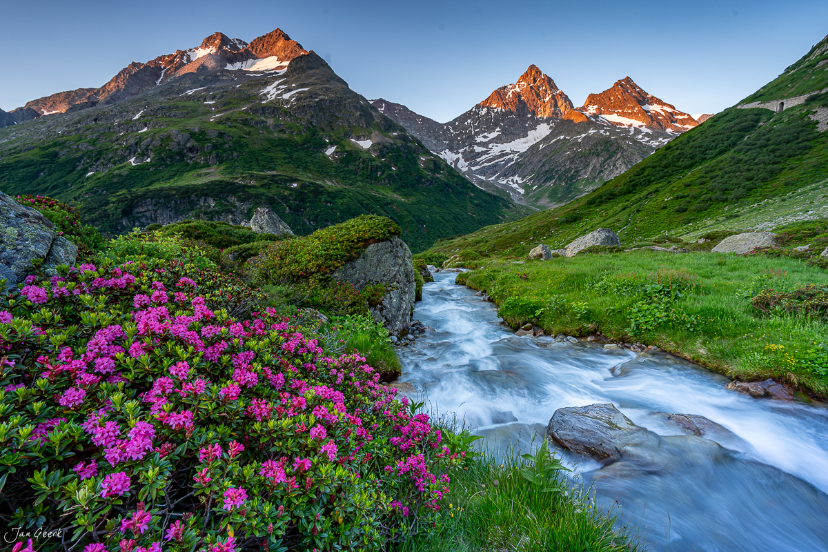 Alpenrosen und Bergbach am Sustenpass im Sommerlicht, Uri Schweiz – Jan Geerk Fotograf Basel