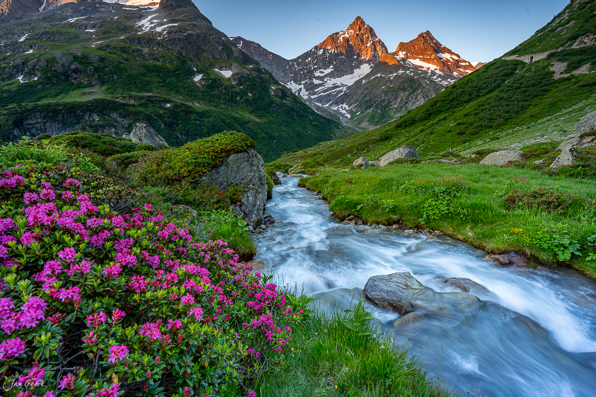 Alpenrosen und Bergbach am Sustenpass im Sommer mit schneebedeckten Gipfeln, Uri Schweiz – Jan Geerk Fotograf Basel