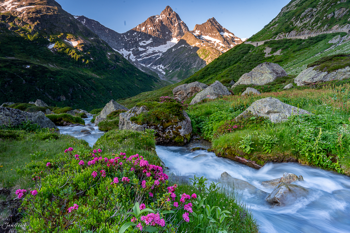 Alpenrosen und Bergbach am Sustenpass im Sommer, Uri Schweiz – Jan Geerk Fotograf Basel