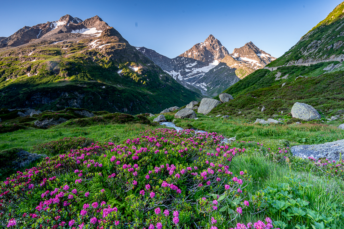 Alpenrosen und Bergbach am Sustenpass im Sommer, Uri Schweiz – Jan Geerk Fotograf Basel