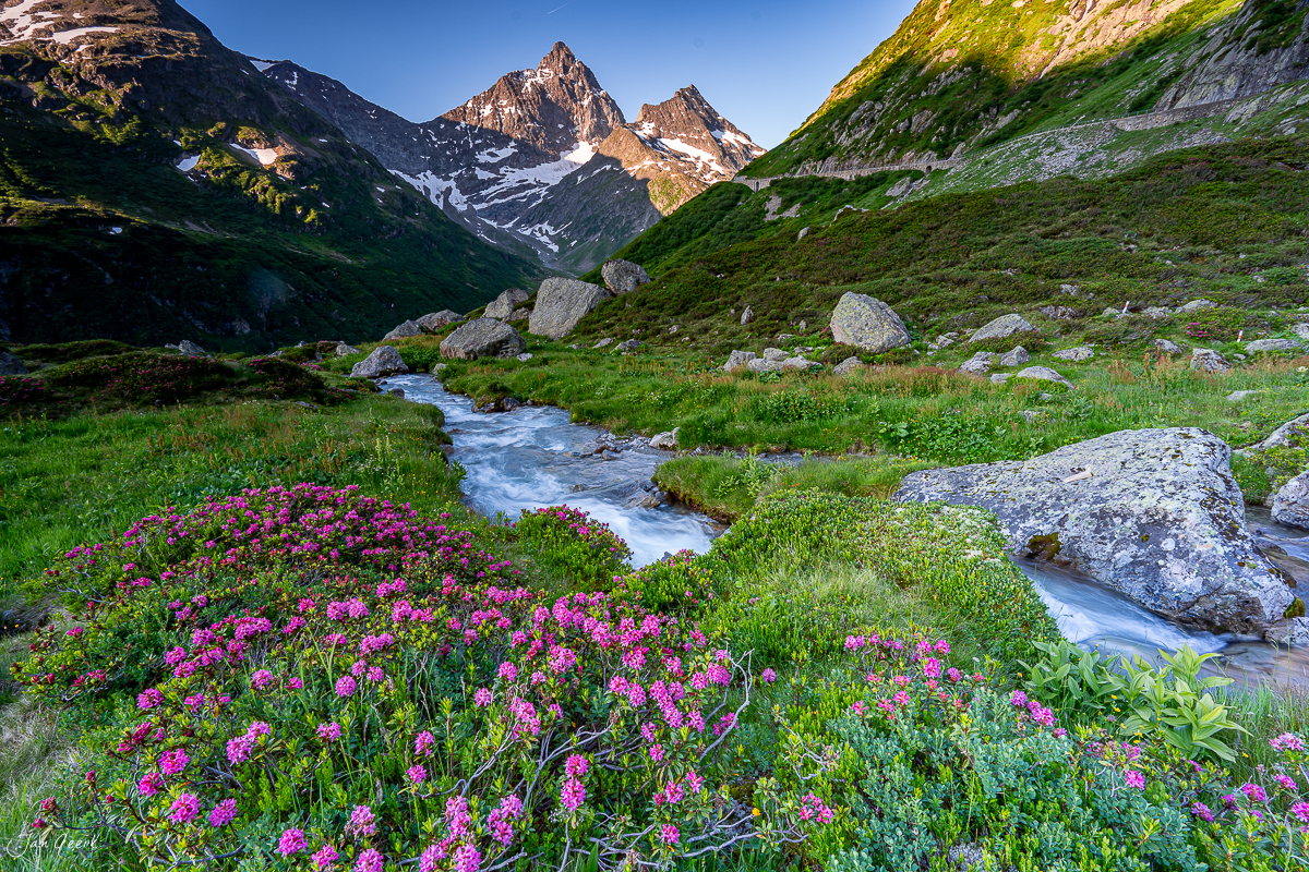 Alpenrosen und Bergbach am Sustenpass im Sommer, Uri Schweiz – Jan Geerk Fotograf Basel
