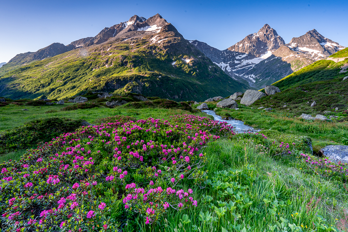 Alpenrosen und Bergbach am Sustenpass im Sommer, Uri Schweiz – Jan Geerk Fotograf Basel