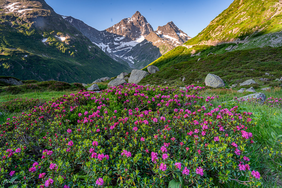 Blühende Alpenrosen am Sustenpass mit schneebedeckten Gipfeln im Sommer, Uri Schweiz – Jan Geerk Fotograf Basel
