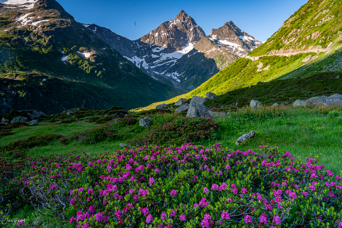 Alpenrosen blühen im Sommer am Sustenpass mit schneebedeckten Gipfeln, Uri, Schweiz – Jan Geerk Fotograf Basel