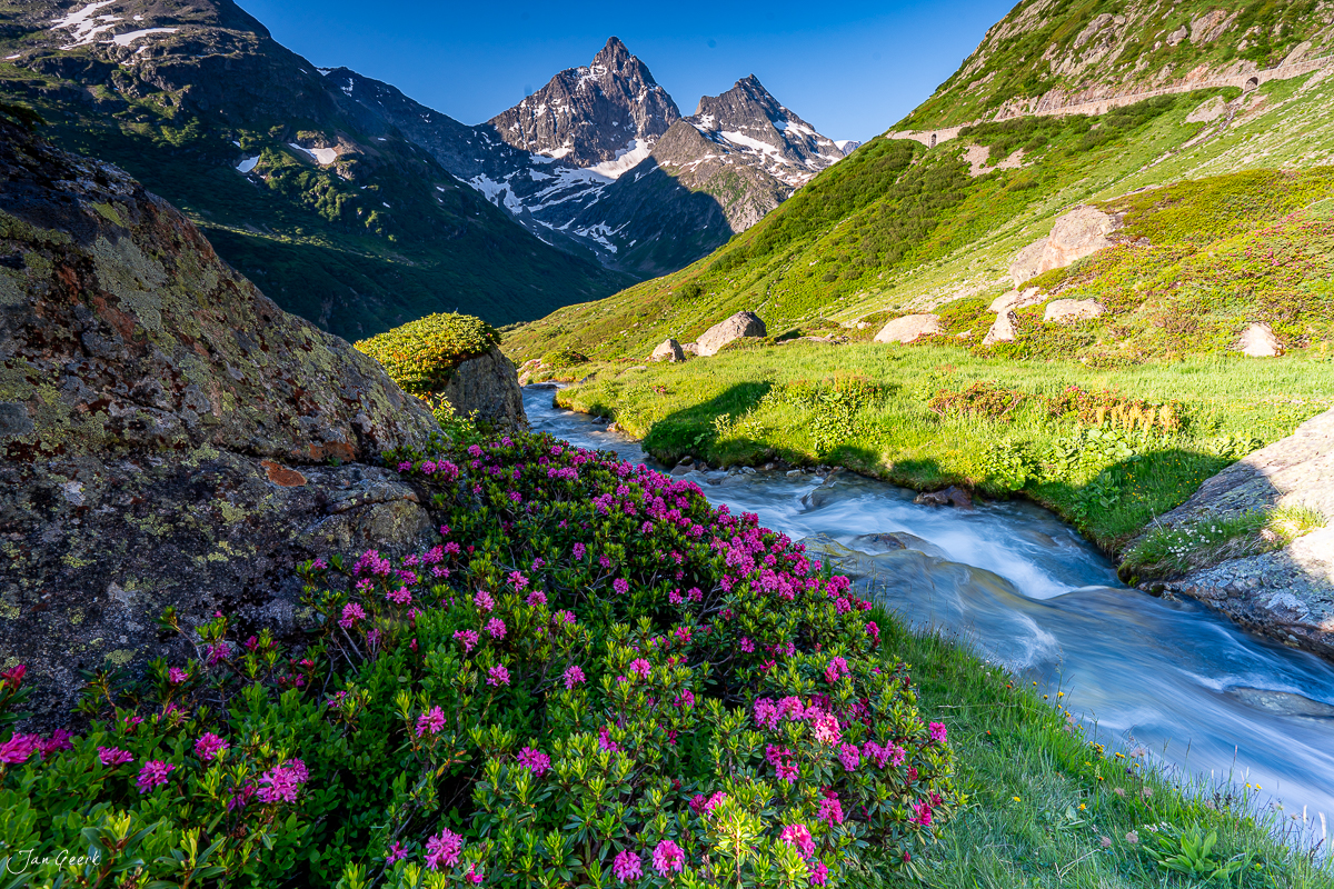 Alpenrosen und Bergbach am Sustenpass im Sommer, Uri Schweiz – Jan Geerk Fotograf Basel