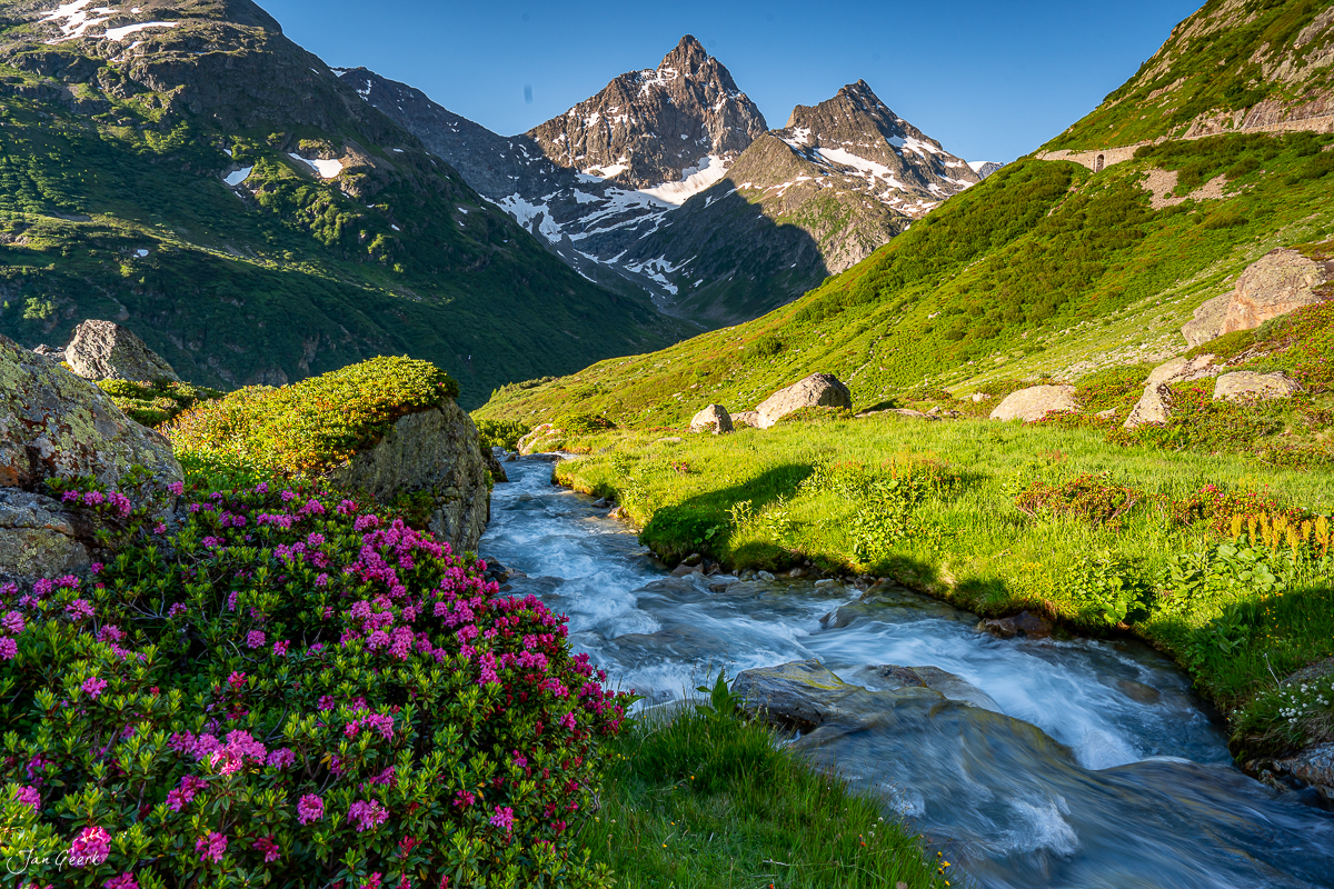 Alpenrosen und Bergbach am Sustenpass im Sommer, Uri, Schweiz – Jan Geerk Fotograf Basel