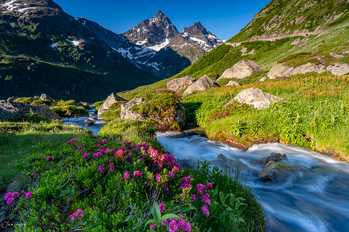 Alpenrosen und Bergbach am Sustenpass im Sommer, Uri Schweiz – Jan Geerk Fotograf Basel