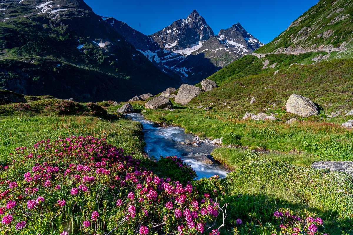 Alpenrosen und Bergbach am Sustenpass im Sommer, Uri Schweiz – Jan Geerk Fotograf Basel