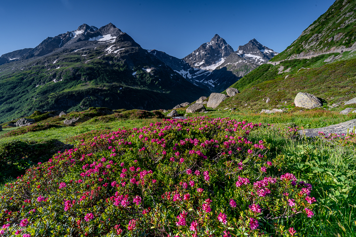 Alpenrosen und Bergbach am Sustenpass im Sommer, Uri Schweiz – Jan Geerk Fotograf Basel