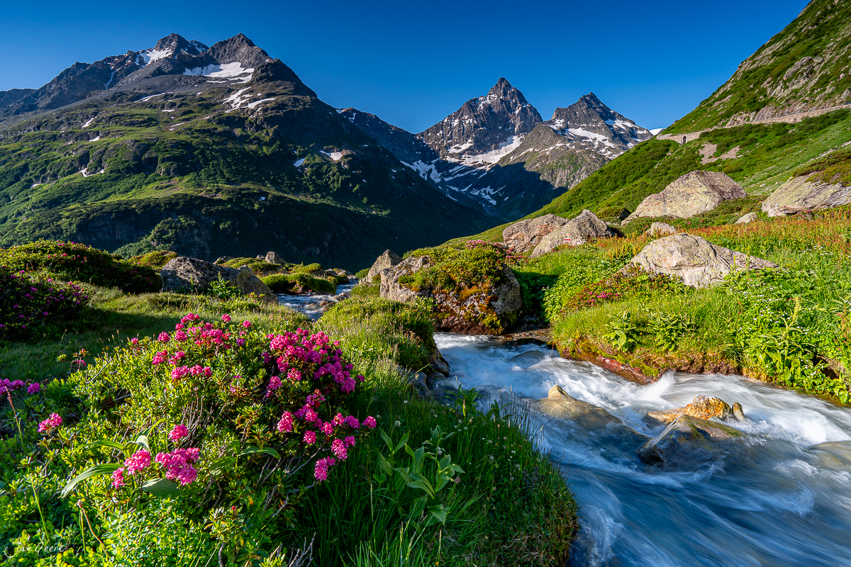 Alpenrosen und Bergbach am Sustenpass im Sommer mit schneebedeckten Gipfeln, Uri Schweiz – Jan Geerk Fotograf Basel