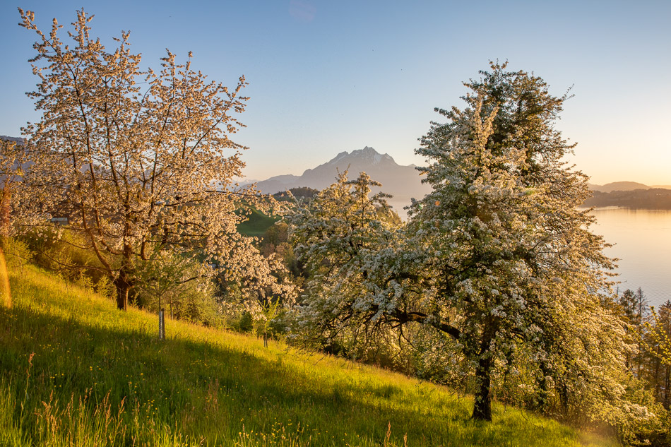 Kirschblüte in Weggis mit Pilatus und Vierwaldstättersee im Morgenlicht, Frühling Zentralschweiz Schweiz – Jan Geerk Fotograf Basel