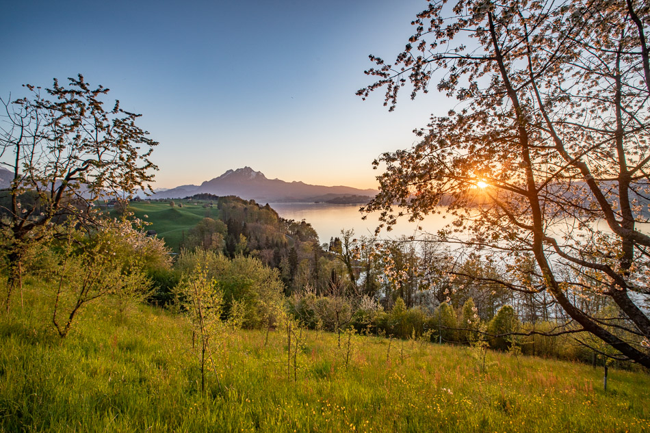 Kirschblüte in Weggis mit Pilatus und Vierwaldstättersee im Frühling, Zentralschweiz – Jan Geerk Fotograf Basel