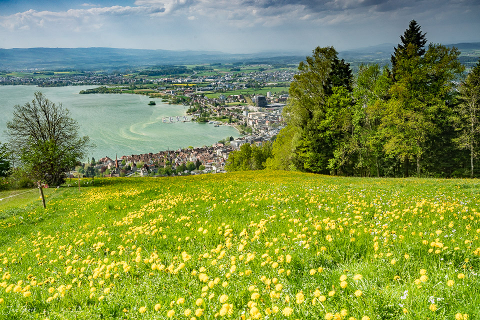 Blühendes Frühjahrsland mit Zugersee und Altstadt Zug, grüne Wiese mit Blüten, Frühlingslicht, Zentralschweiz – Jan Geerk Fotograf Basel