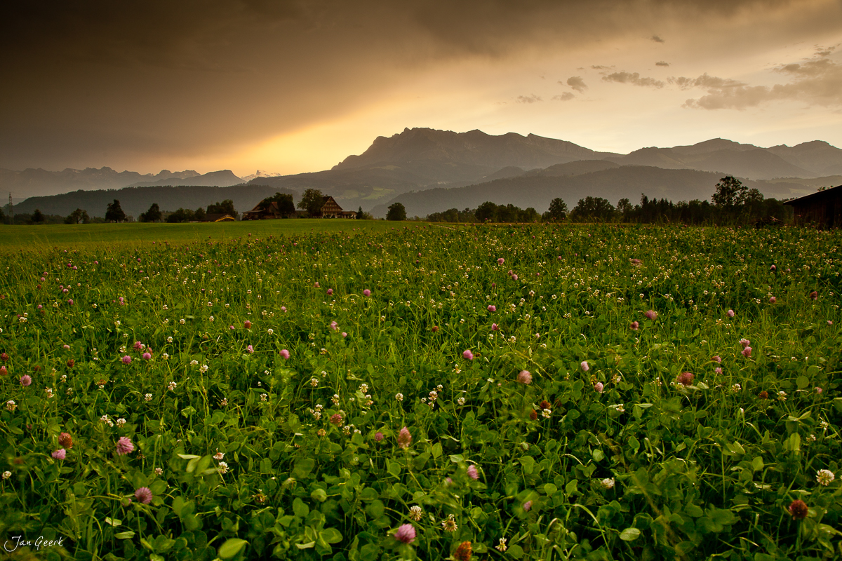 Blütenwiese Pilatus Luzerner Hinterland Goldene Stunde Zentralschweiz Schweiz – Jan Geerk Fotograf Basel