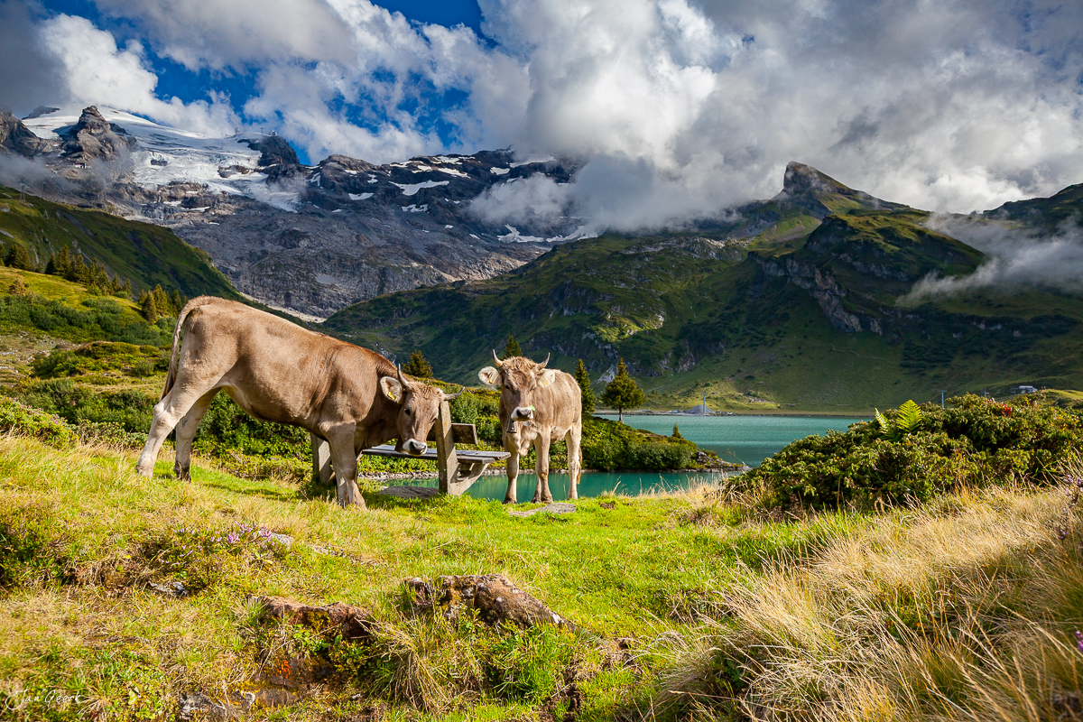 Kühe Alpweiden Titlis Engelberg Sommer Zentralschweiz Schweiz – Jan Geerk Fotograf Basel