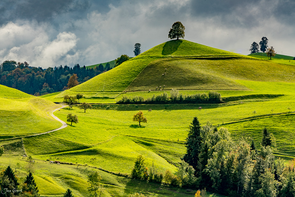 Grüne Drumlins-Landschaft mit einzelnen Bäumen, sonnige Herbststimmung, Zentralschweiz – Jan Geerk Fotograf Basel