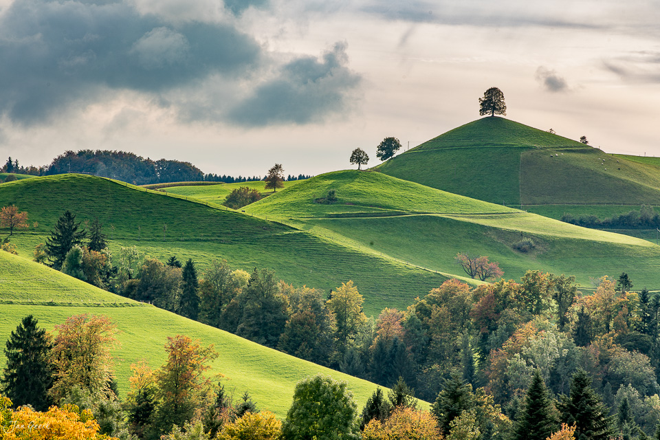 Grüne Drumlins-Landschaft mit einzelnem Baum auf Hügel, Herbst, Zentralschweiz – Jan Geerk Fotograf Basel