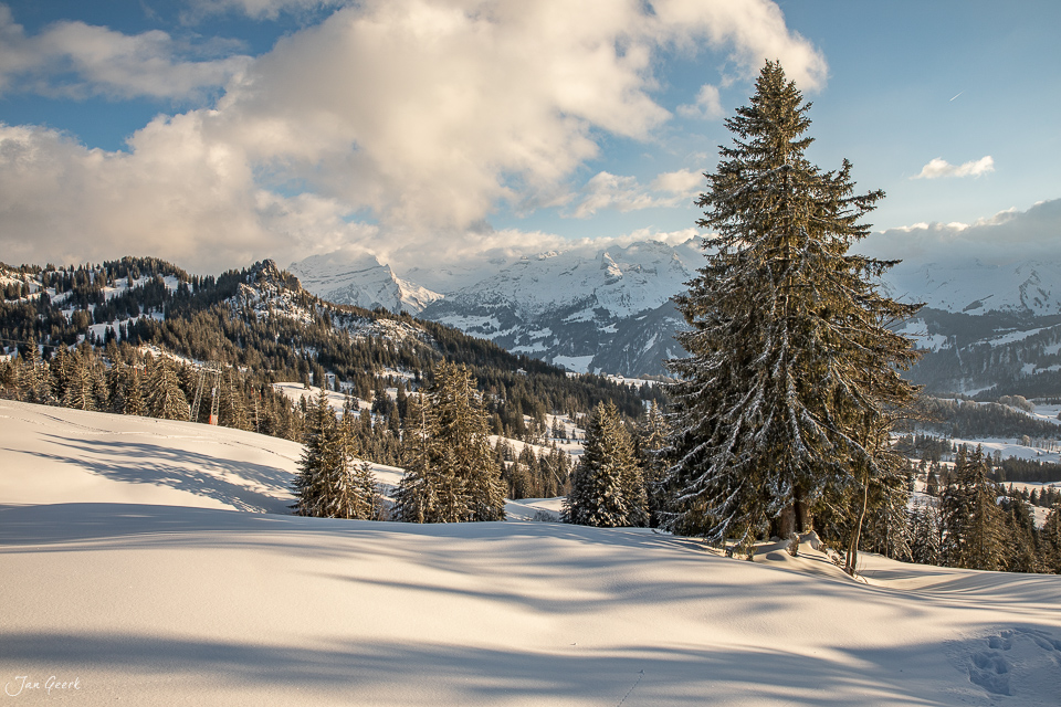 Schneebedeckte Wiese mit Fichten beim Ibergeregg, Bergpanorama im Hintergrund, Wintersonne, Zentralschweiz – Jan Geerk Fotograf Basel