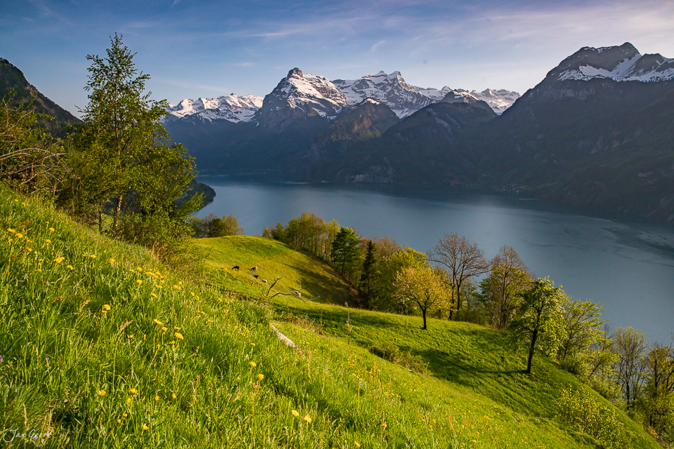 Alpwiese mit Kühen, Vierwaldstättersee und schneebedeckte Berge im Frühling bei Morschach, Zentralschweiz – Jan Geerk Fotograf Basel