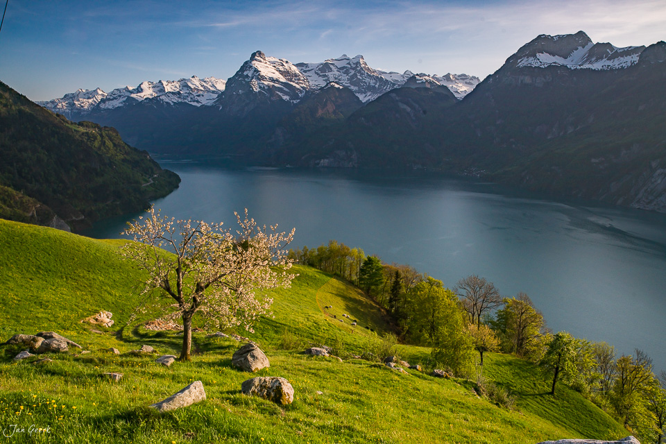 Blühender Baum auf grüner Wiese mit Bergsee und verschneiten Gipfeln im Frühling in Morschach Zentralschweiz Schweiz – Jan Geerk Fotograf Basel