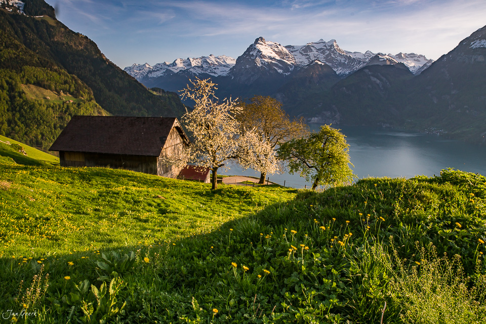 Alpenhütte mit Blütenbaum am Berghang über dem Vierwaldstättersee in Morschach, Frühlingslicht Zentralschweiz – Jan Geerk Fotograf Basel