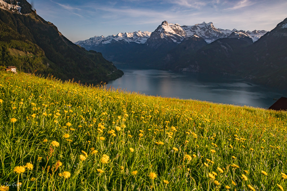 Blütenwiese mit Dandelions am Morschach über dem Vierwaldstättersee, schneebedeckte Berge im Frühling, Zentralschweiz – Jan Geerk Fotograf Basel