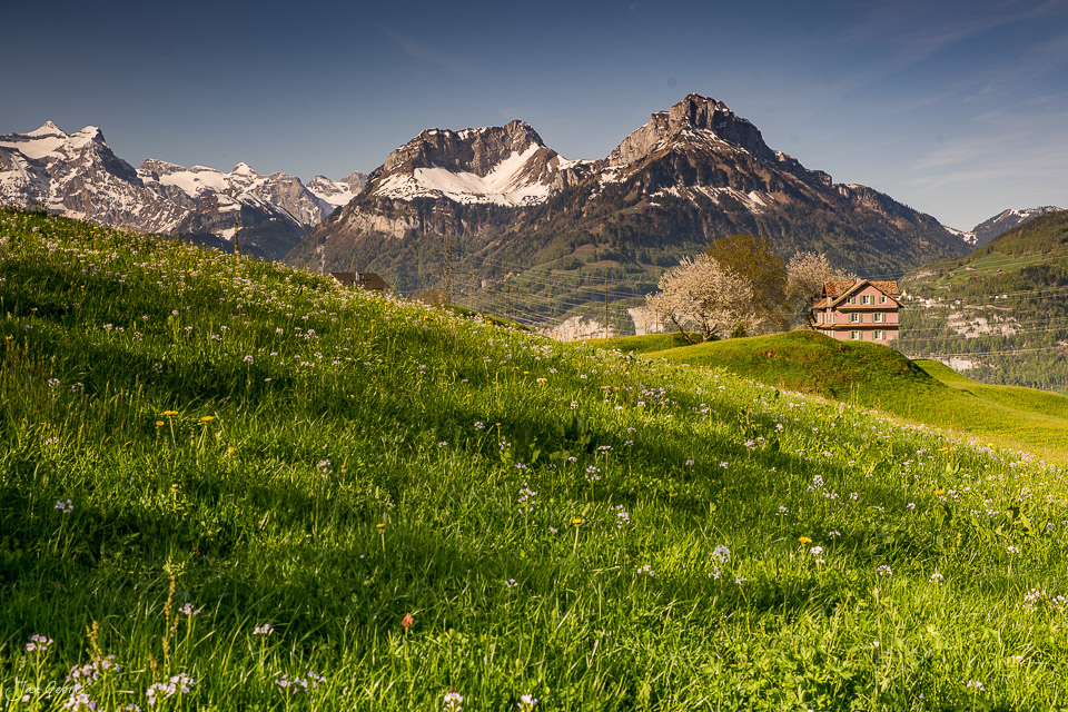Blühendes Frühjahrstal in Morschach mit schneebedeckten Alpengipfeln, grüner Wiese und charakteristischem Holzhaus – Zentralschweiz von Fotograf Jan Geerk Basel