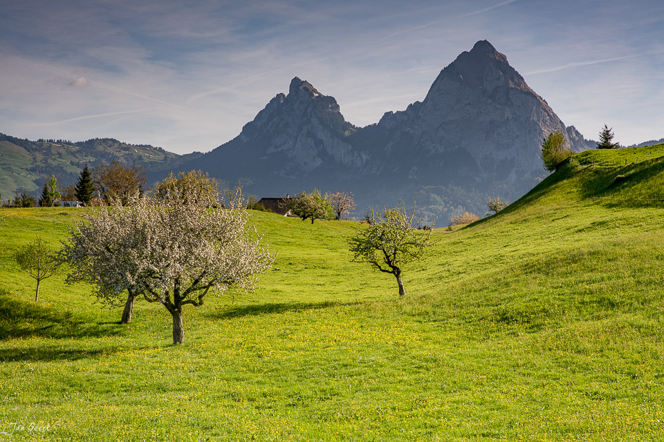 Blühende Obstbäume auf grüner Wiese mit Bergen im Hintergrund bei Morschach im Frühling, Zentralschweiz – Jan Geerk Fotograf Basel