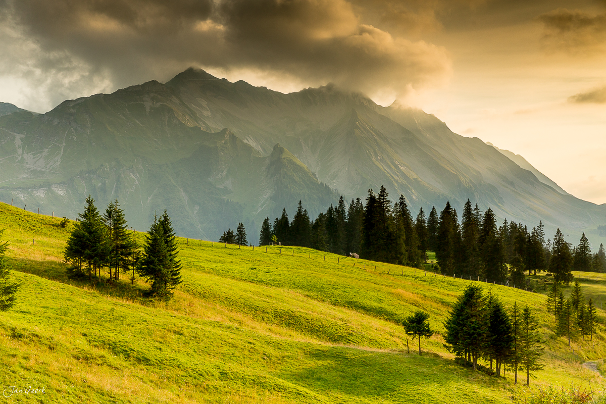 Alpwiese mit Bergwald unter Sörenberg mit Rothorn im Sommerlicht Zentralschweiz – Jan Geerk Fotograf Basel