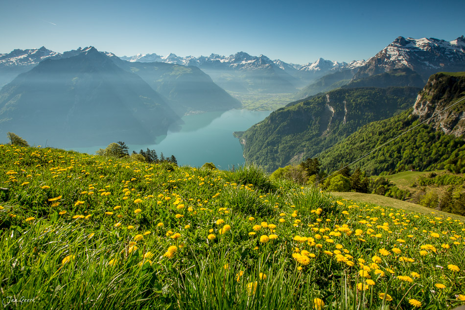 Blütenwiese mit Dandelöwenzahn über dem Lauerzersee, Bergfrühling in der Zentralschweiz – Jan Geerk Fotograf Basel