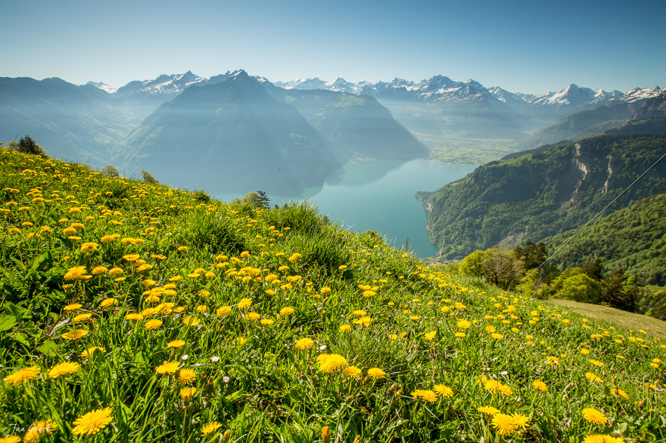 Blühendes Alpenmoos mit Löwenzahn über dem Lauerzersee, Bergfrühling in der Zentralschweiz – Jan Geerk Fotograf Basel