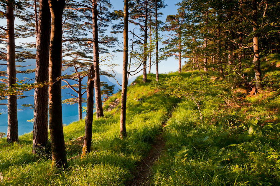 Seeufer Wald Nadelbaum Sommerliche Goldstunde Zentralschweiz Schweiz – Jan Geerk Fotograf Basel
