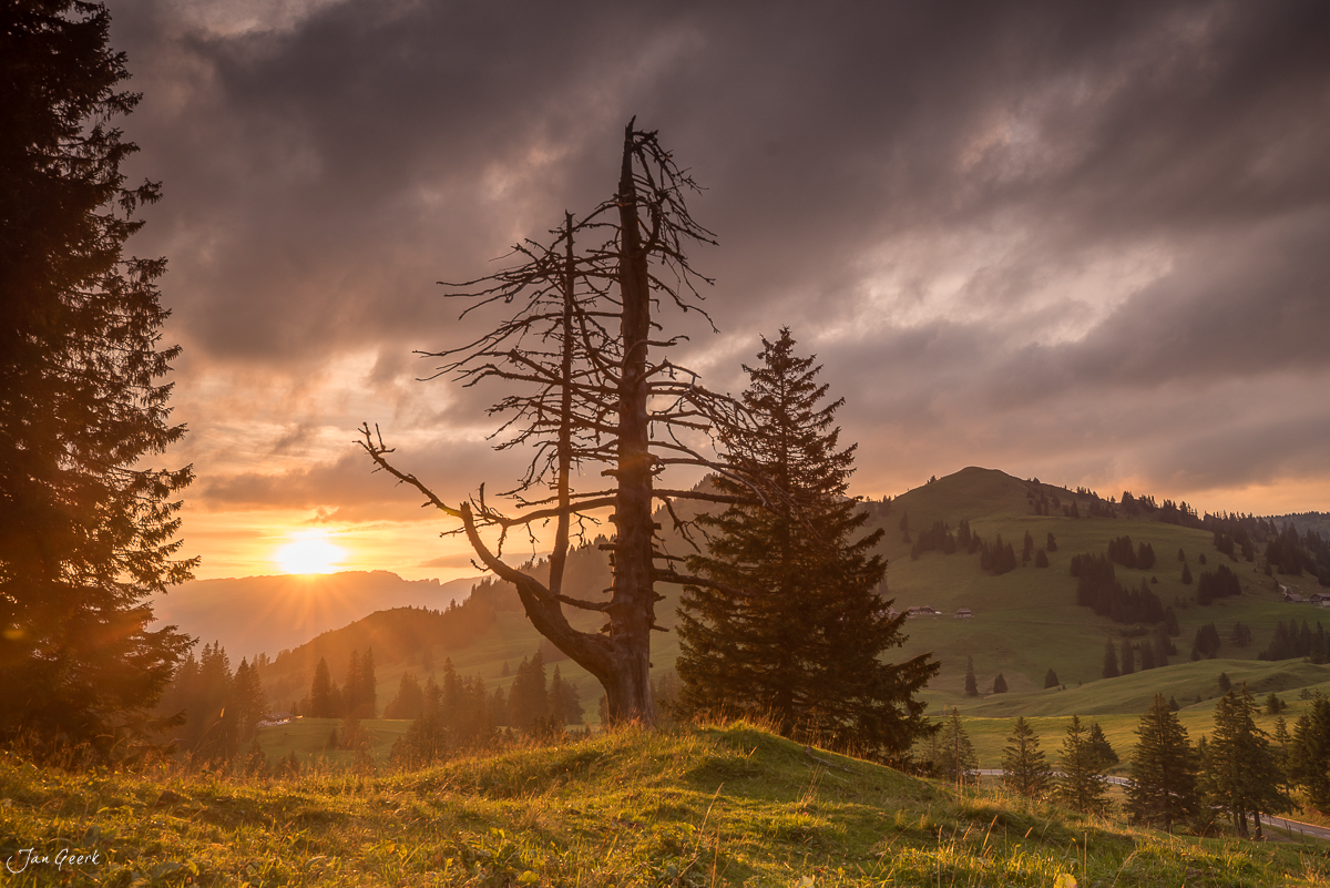 Knorriger Baum beim Sonnenuntergang in Sörenberg, Appenzeller Alpen, Schweiz – Jan Geerk Fotograf Basel