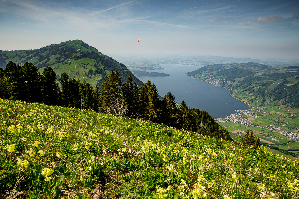 Blühendes Bergfrühling-Panorama am Rigi mit Blick auf Vierwaldstättersee und Luzerner Alpen Schweiz Jan Geerk Fotograf Basel
