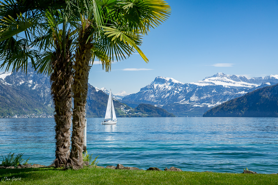 Segelboot auf dem Vierwaldstättersee mit schneebedeckten Bergen und Palme im Frühling, Zentralschweiz – Jan Geerk Fotograf Basel