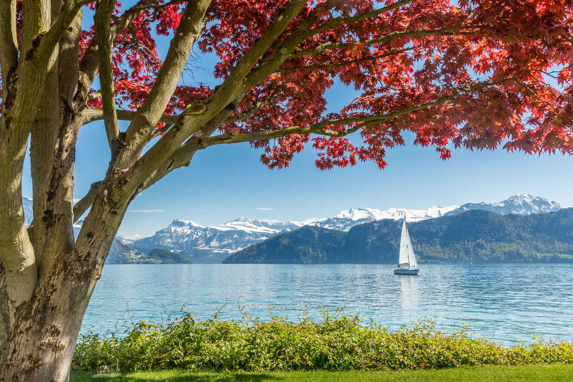 Segelboot auf dem Vierwaldstättersee mit schneebedeckten Bergen und rotgefärbtem Ahorn, Frühling Zentralschweiz Schweiz – Jan Geerk Fotograf Basel