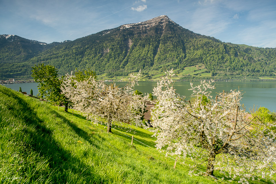 Blühende Kirschbäume am Zugersee bei Walchwil mit Rigi im Frühling, Zentralschweiz – Jan Geerk Fotograf Basel