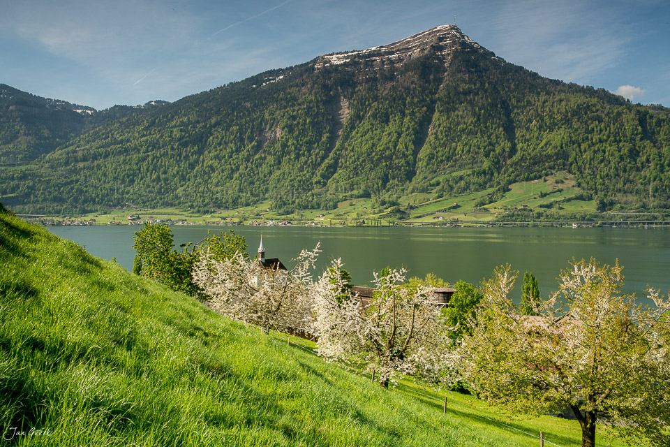 Kirschbäume und Rigi am Zugersee bei Walchwil im Frühling, Zentralschweiz – Jan Geerk Fotograf Basel