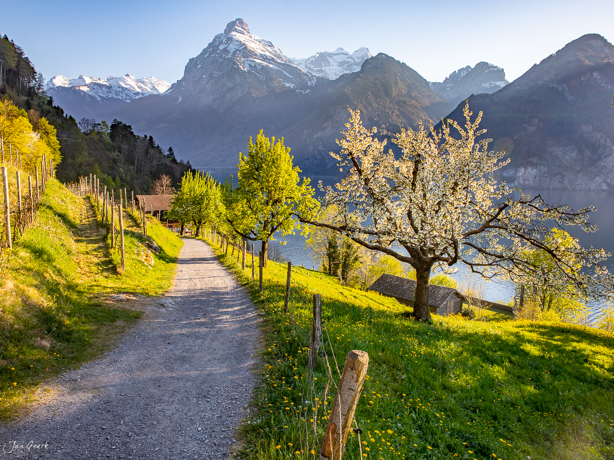 Kirschblüten und Weinberge in Weggis mit Pilatus und Vierwaldstättersee, Frühlingslicht, Zentralschweiz – Jan Geerk Fotograf Basel