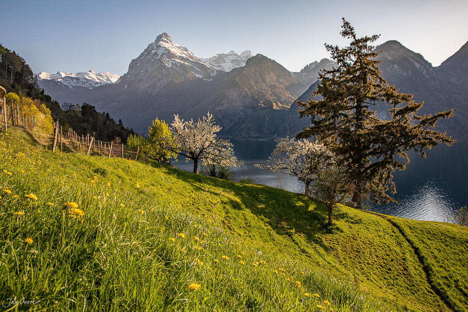 Kirschblüte und grüne Wiesen mit Pilatus und Vierwaldstättersee bei Weggis im Frühling, Schweiz – Jan Geerk Fotograf Basel