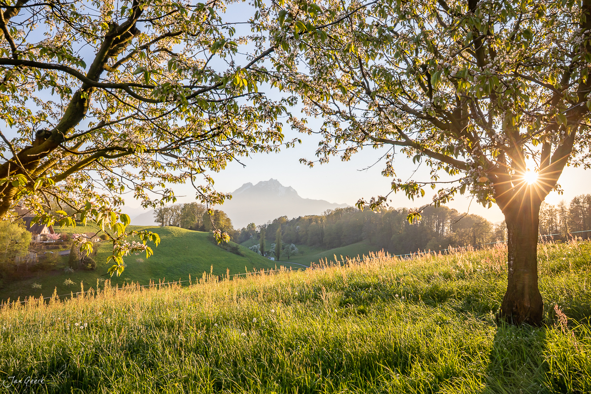 Kirschblüte und Obstbäume in Weggis mit Pilatus und Vierwaldstättersee im Frühling, Kantlicht bei Sonnenaufgang, Zentralschweiz – Jan Geerk Fotograf Basel