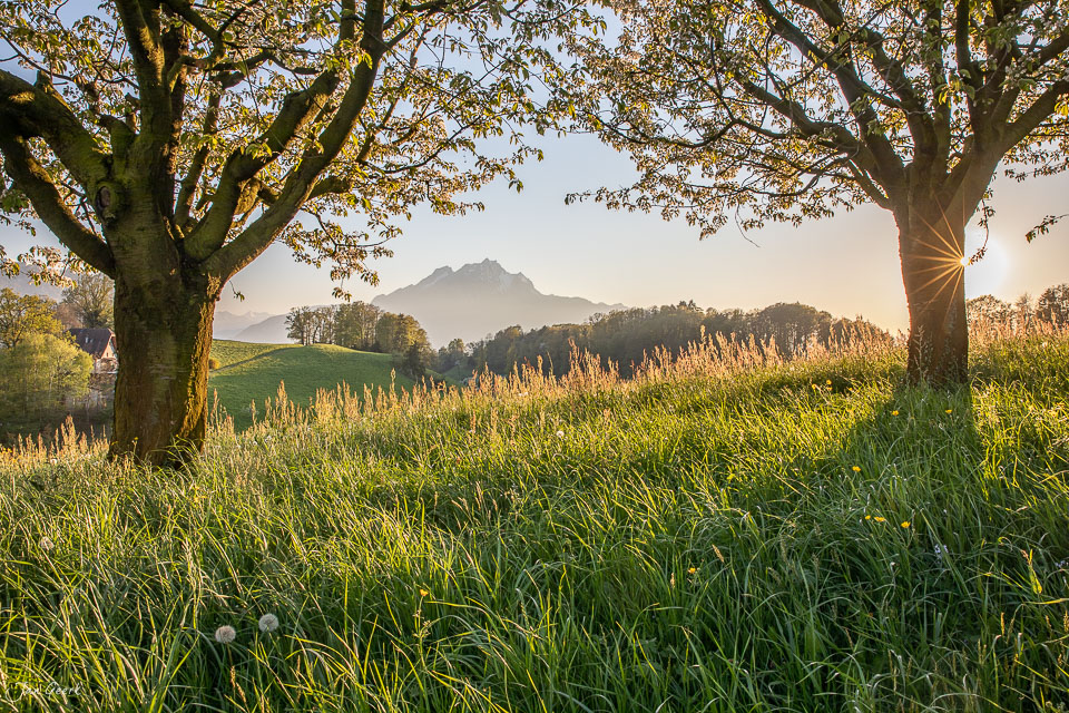Kirschblüte und Obstbäume in Weggis mit Pilatus im Frühlingslicht – Zentralschweiz Schweiz Jan Geerk Fotograf Basel