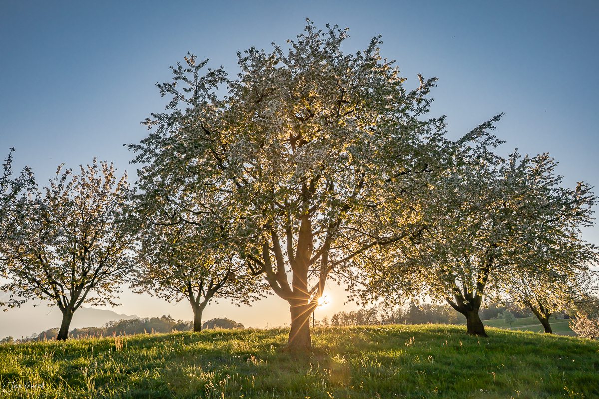Blühende Kirschbäume in Weggis mit Kantlicht bei Sonnenaufgang, Vierwaldstättersee im Hintergrund, Zentralschweiz – Jan Geerk Fotograf Basel
