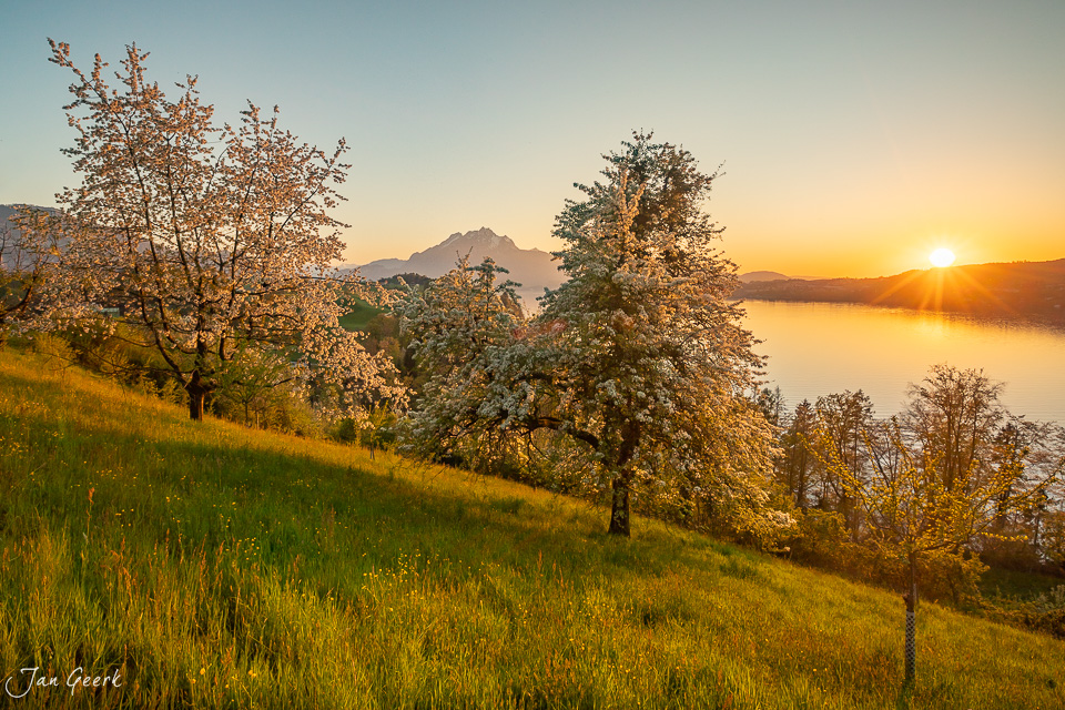 Kirschbäume in Blüte über dem Vierwaldstättersee bei Sonnenaufgang, Weggis Zentralschweiz Schweiz – Jan Geerk Fotograf Basel