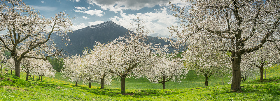 Blühende Kirschbäume auf Blumenwiese Walchwil Frühjahr Kanton Zug Schweiz – Jan Geerk Fotograf Basel
