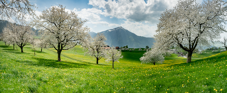 Kirschblüte Oberwil Zugerberg Frühjahr Blumenwiese Rigi Schweiz Jan Geerk Fotograf Basel