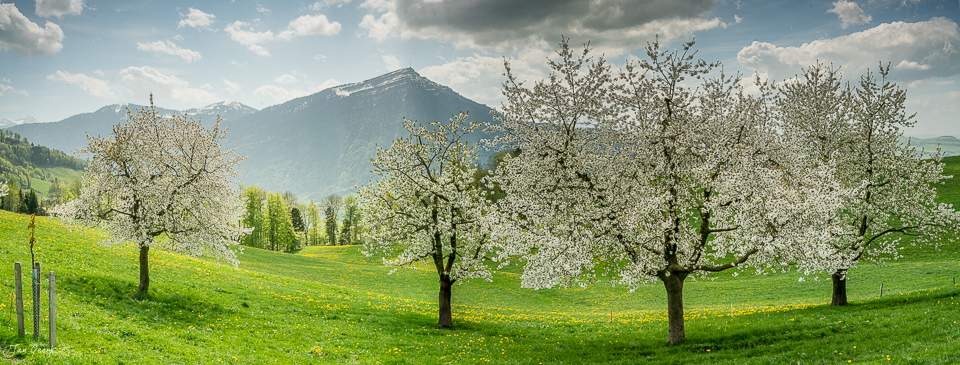 Blühende Kirschbäume auf Blumenwiese Oberwil Frühling Zugersee Region Schweiz Jan Geerk Fotograf Basel