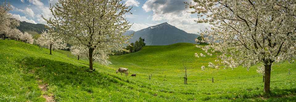 Kirschblüte auf dem Zugerberg mit Rigi-Blick, Frühjahrslandschaft Zentralschweiz – Jan Geerk Fotograf Basel