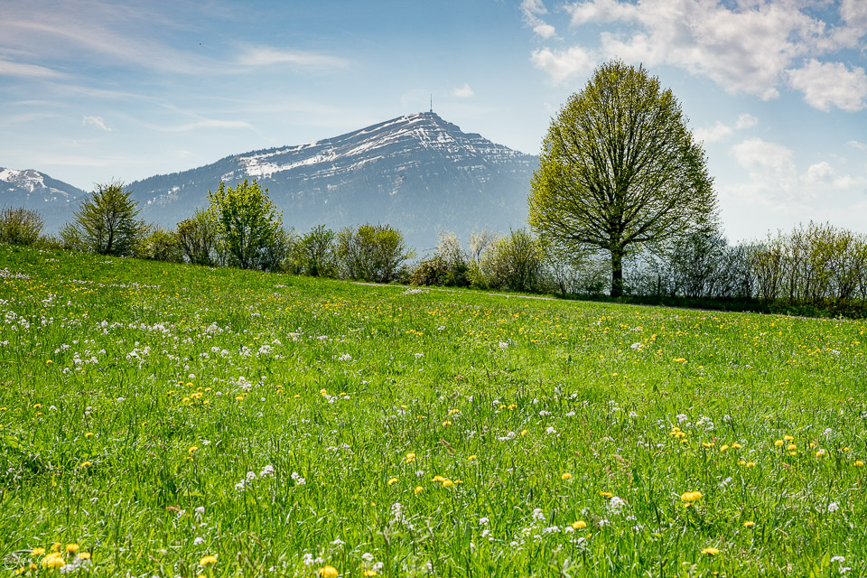 Blumenwiese mit Kirschbäumen und Rigi Berg im Frühling auf dem Zugerberg Schweiz Jan Geerk Fotograf Basel