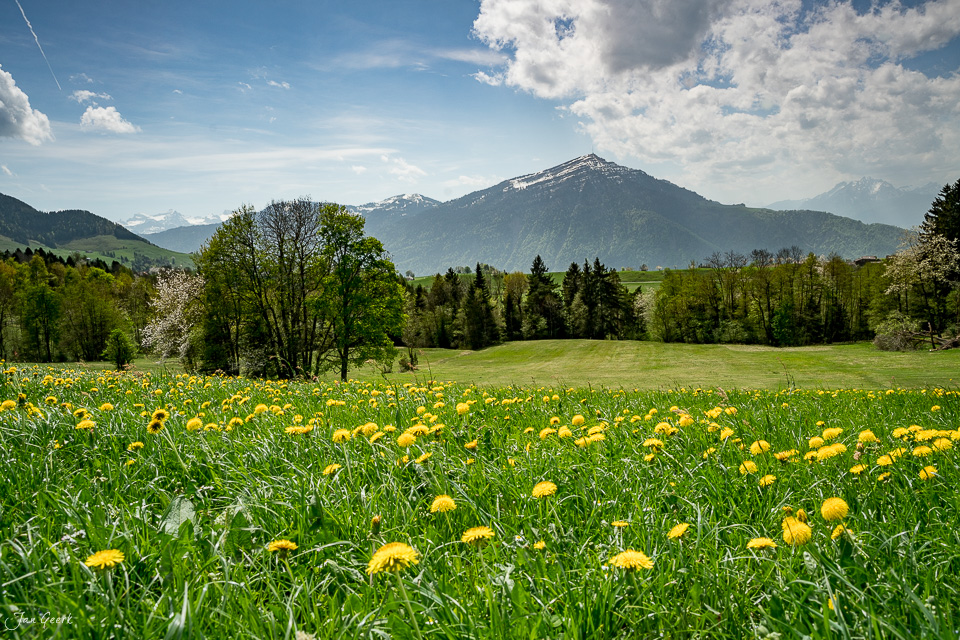 Blumenwiese mit gelben Löwenzahn und schneebedeckter Rigi im Hintergrund, Frühjahr in Walchwil Schweiz – Jan Geerk Fotograf Basel